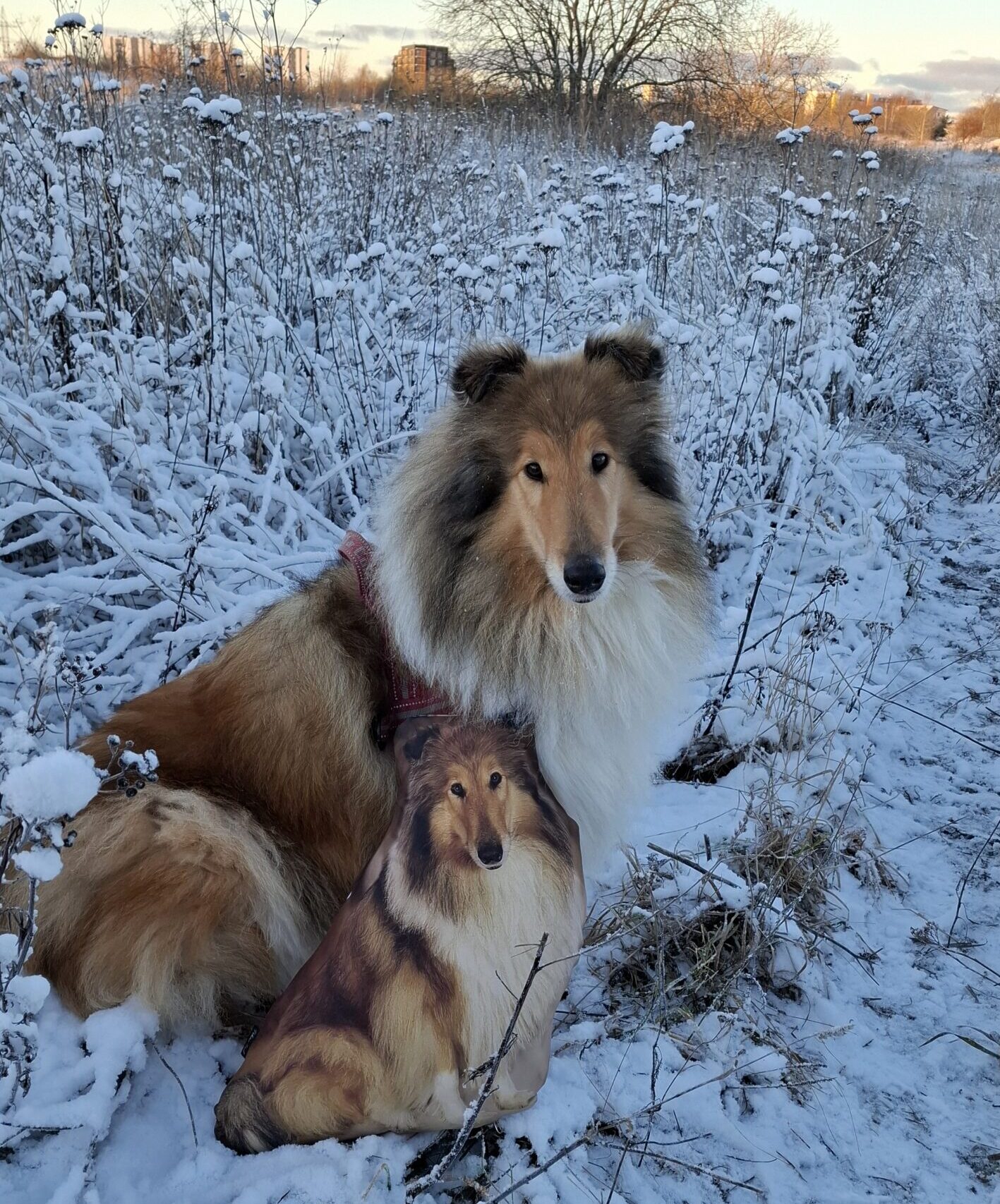 Koera pildiga erikujuline fotopadi